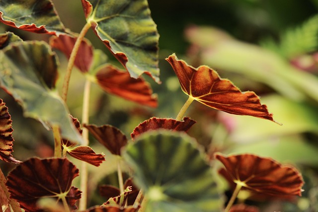 Planten, Groente, Omgeving, Tuin, Vers