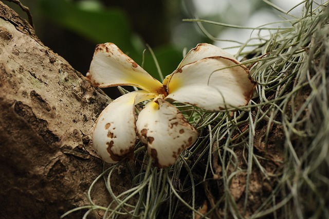 Witte Bloem, Mooie Bloemen, Droog