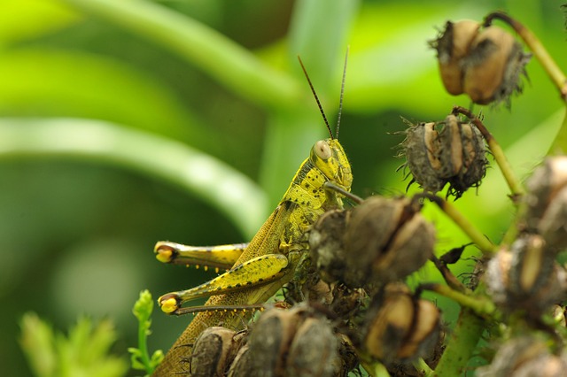 Sprinkhaan, Insect, Blad, Zomer, Macro