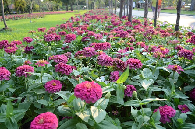 Garden, Flower, พื้นหลังดอกไม้, ดอกไม้