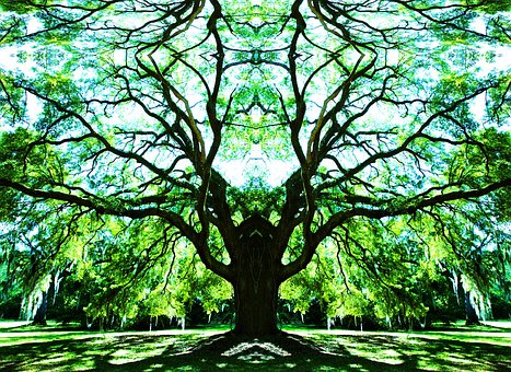 Natur, Mysteriös, Bäume, Wald, Grün