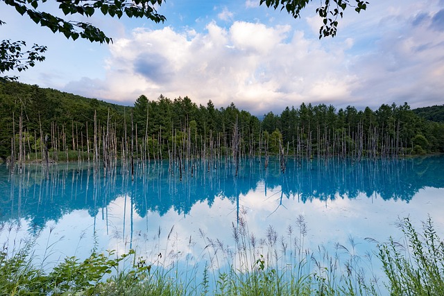 Blå Dam, Æble, Landskab, Naturlig, Dam