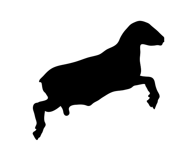 Free sheep animal standing illustration