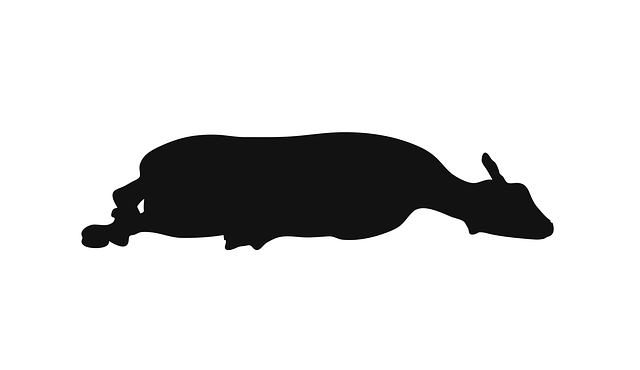 Download free HD stock image of Sheep Animal Free sheep animal standing vector
