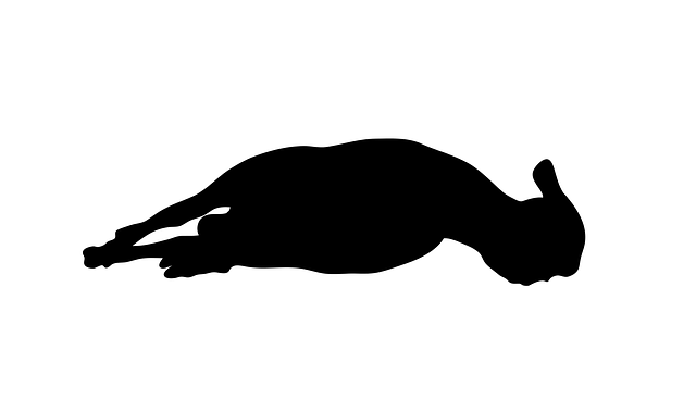 Download free HD stock image of Sheep Animal Free sheep animal standing vector