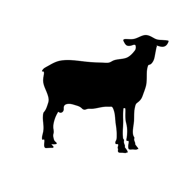Sau, Dyr, Stående, Gård, Lam, Natur