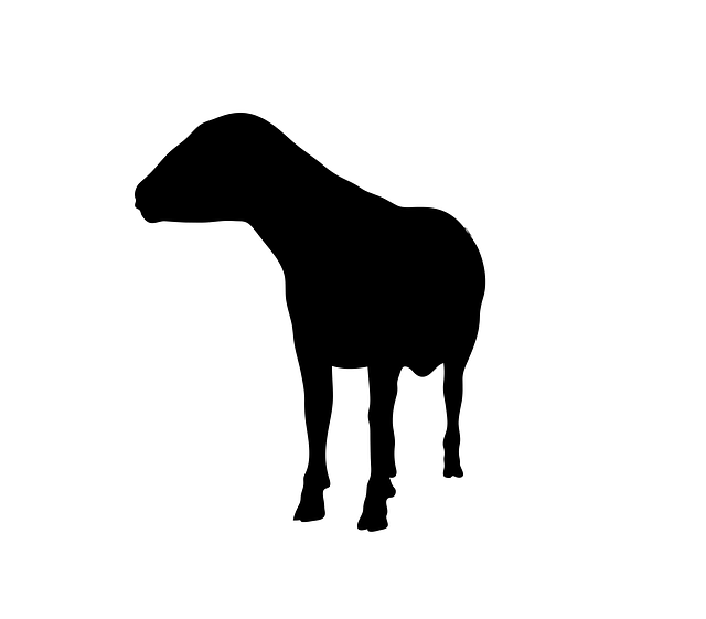 Free sheep animal standing illustration