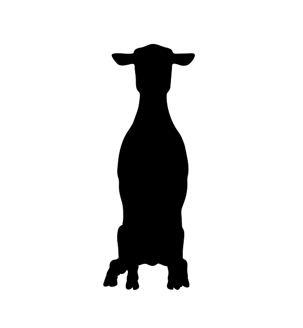 Free sheep animal standing illustration
