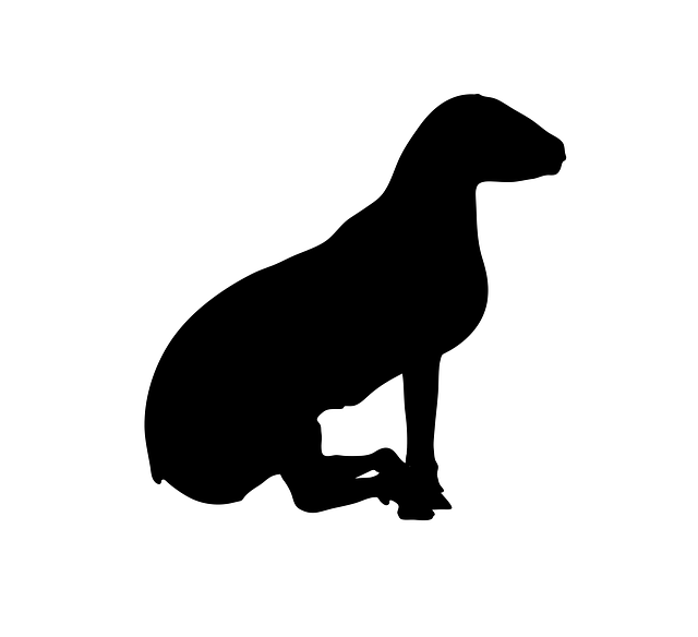 Free sheep animal standing illustration