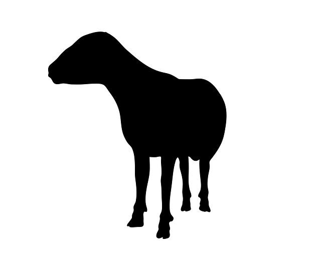 Free sheep animal standing illustration