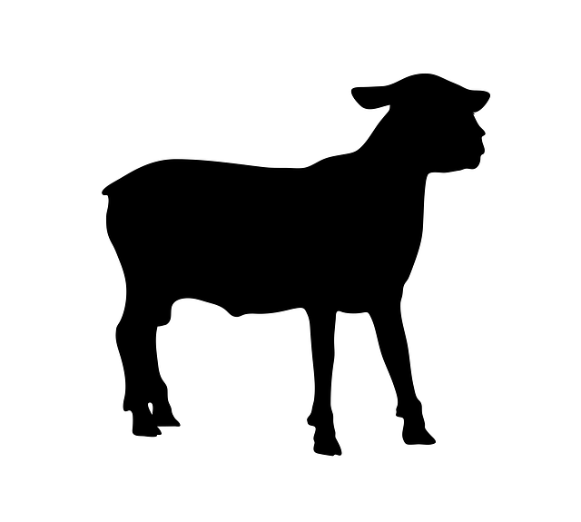 Free sheep animal standing illustration
