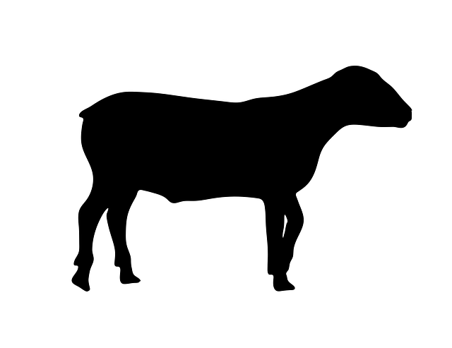 Free sheep animal standing illustration