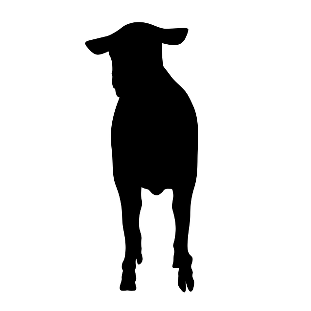 Free sheep animal standing illustration