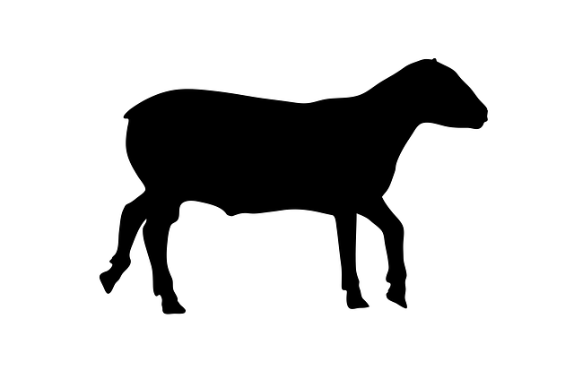 Sau, Dyr, Stående, Gård, Lam, Natur
