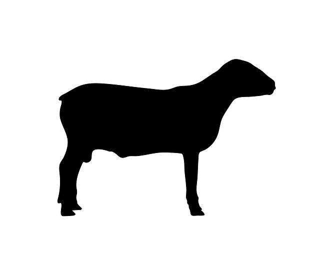 Free sheep animal standing illustration
