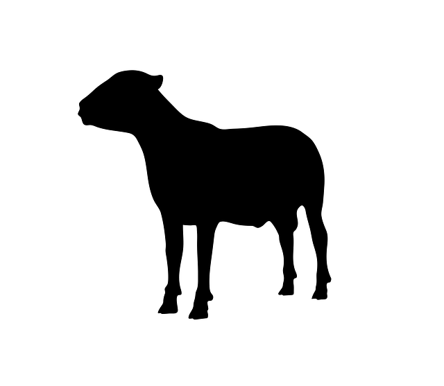 Free sheep animal standing illustration