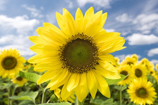 Solsikke, Blå Himmel Sky, Sommer, Gul