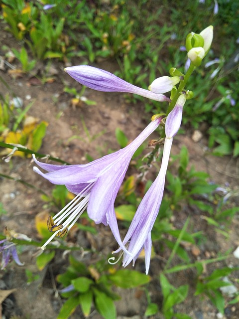 Free Purple Nature photo and picture