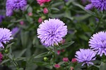 flowers, violet, purple