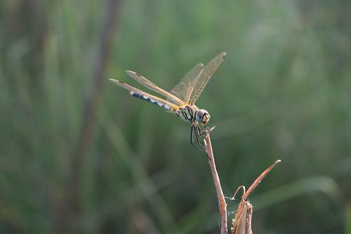 Free Dragonfly Bug photo and picture
