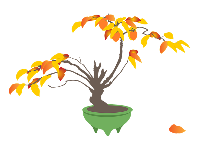 Persimmon, Kaki Træer, Bonsai, Efteråret