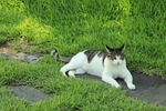 cat, animal, pet