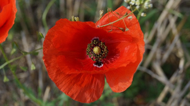 Free Corn Poppy Wild Plant photo and picture