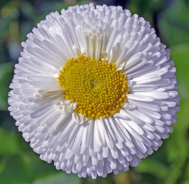 Free Daisy Blossom photo and picture