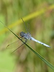 blue dragonfly, leaf, greenery