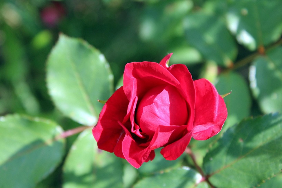 Pétales De Roses Rouges Rose Fleur Rouge Pétales De - Photo gratuite sur Pixabay - Pixabay