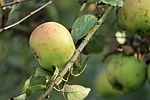apple, apple tree, branch