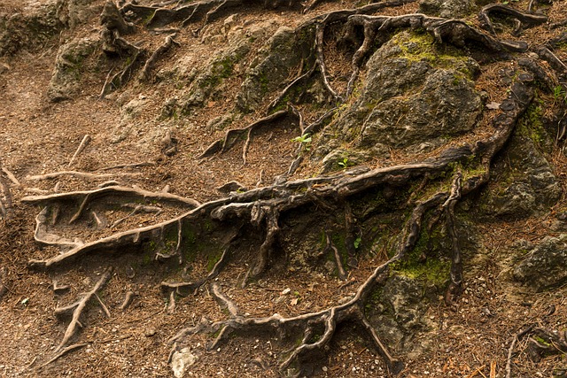 Rødder, Skov, Struktur, Træ, Natur