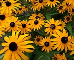 busy bee on black-eyed susan, bee, close up