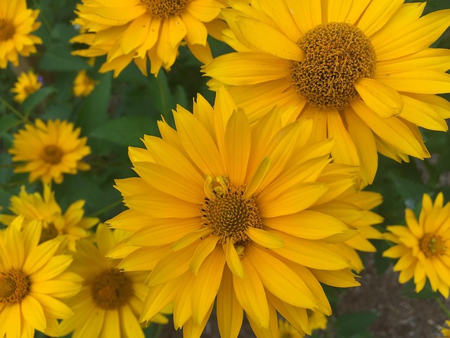 Free Flowers Yellow photo and picture
