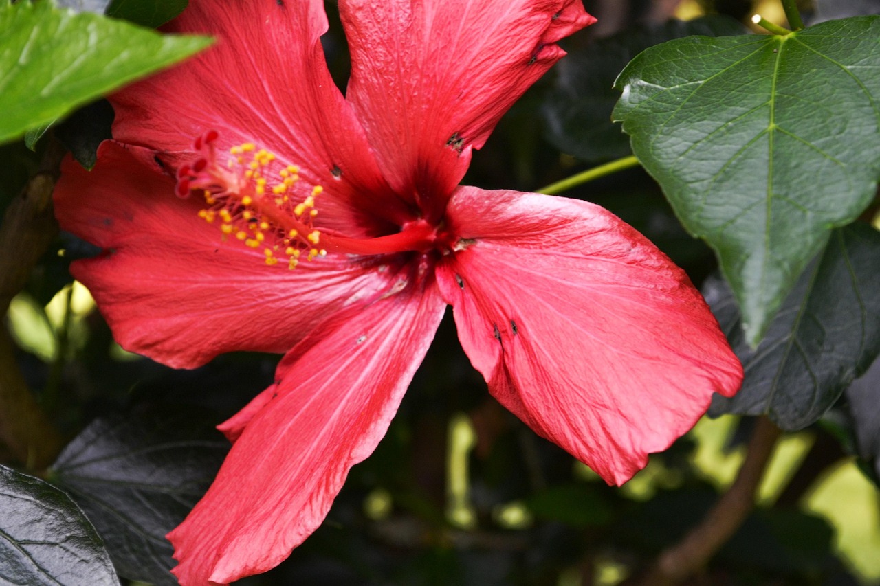 Hibiscus - free online jigsaw puzzle photo
