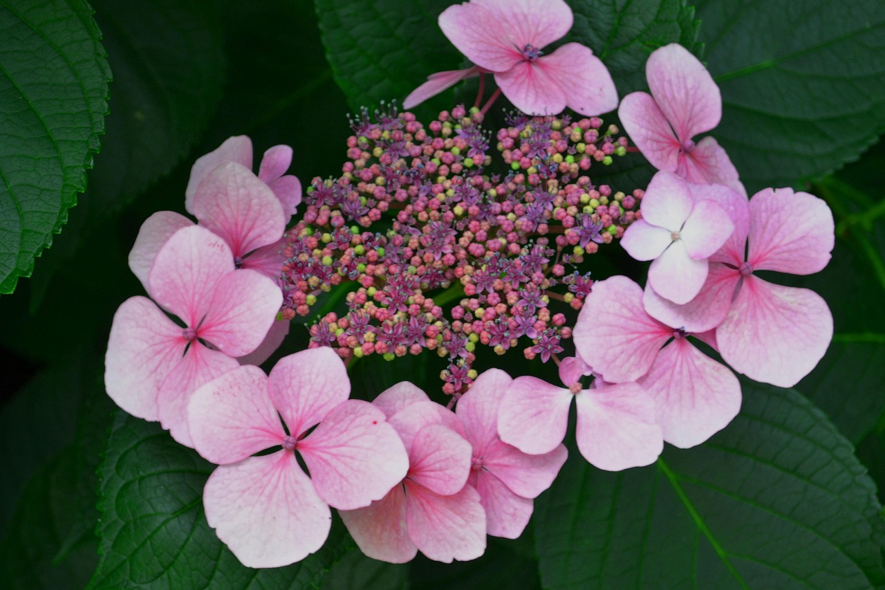 flowers-2674599_1280.jpg