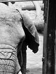 animal, elephant, nature