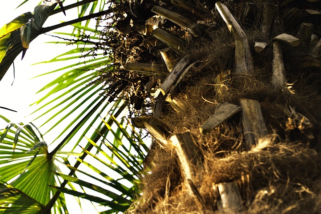 Free Palm Tree Sun photo and picture