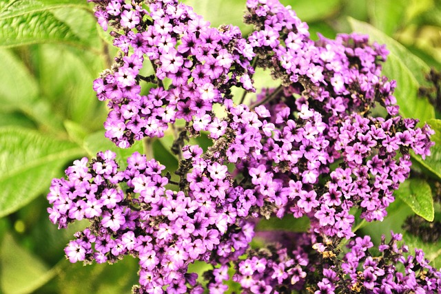 Free Purple Beautiful Flowers photo and picture