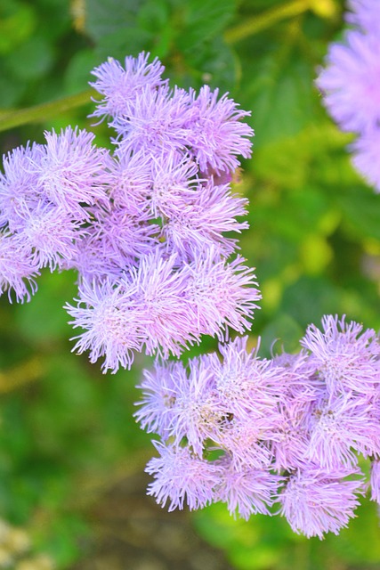 Free Purple Blossom photo and picture