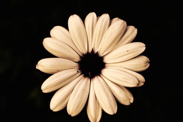 Free Blossom Bloom photo and picture