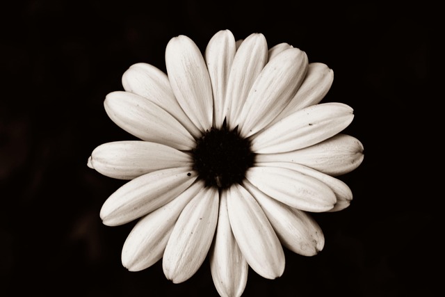 Free Flower Flower Background photo and picture