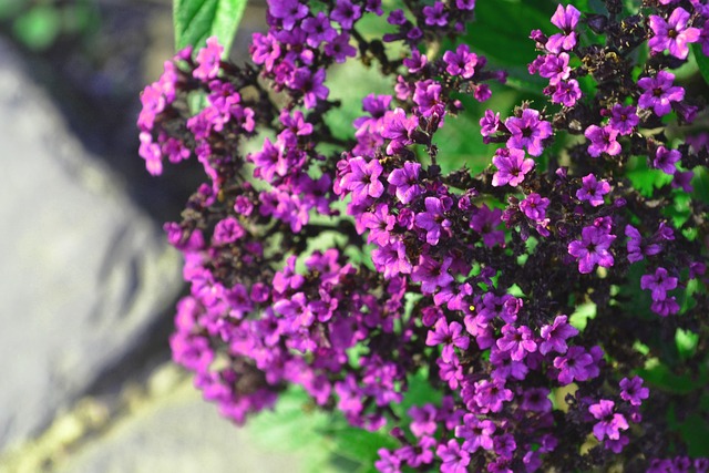 Free Purple Flowers Flower photo and picture