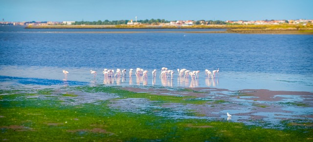 Free Flamingos Baixa Da Banheira photo and picture