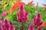 flowers, feather duster, fuchsia color