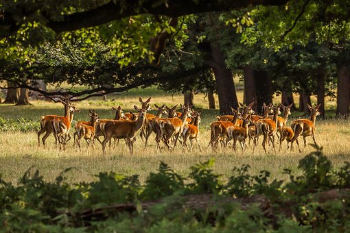 Cerf, Forêt, Nature, L'Angleterre