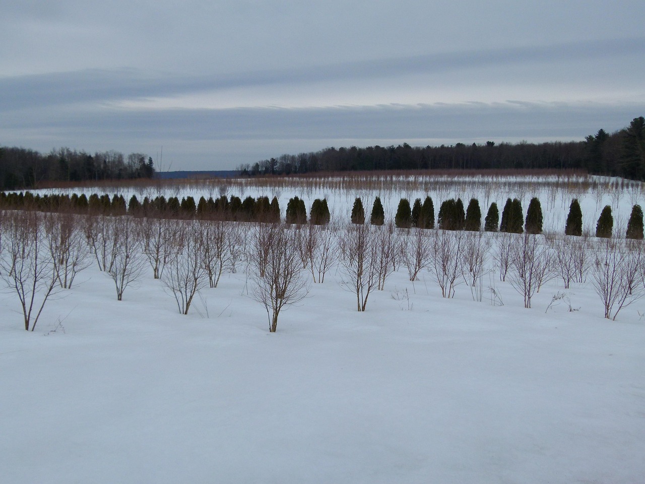 Tree Farm Trees Free photo on Pixabay Pixabay