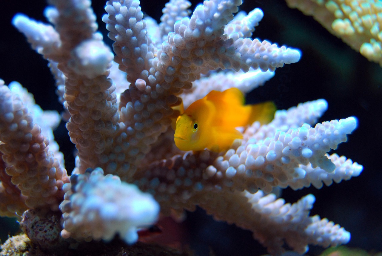 Coral - free online jigsaw puzzle photo