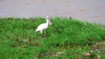 african spoonbill, eastern, shallow