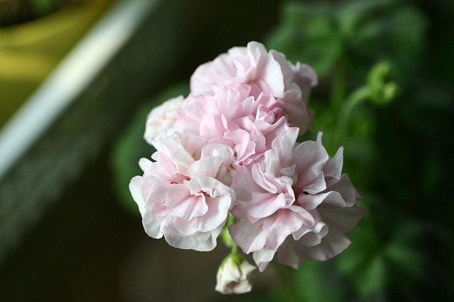 Free Geranium Flower Wallpaper photo and picture